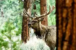 The Datil Mountains are home to elk. Photo: US Forest Service.