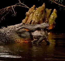 Eating a Florida softshell turtle