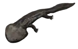 Koolasuchus Cleelandi