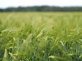 Wheat field in strong wind with bokeh, ISO speed&nbsp;=&nbsp;200, exposure time&nbsp;=&nbsp;1/4000&nbsp;s, exposure value&nbsp;=&nbsp;11.5.