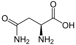 L-Asparagine (Asn&nbsp;/&nbsp;N)