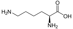 L-Lysine (Lys&nbsp;/&nbsp;K)