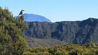 View of Piton des Neiges from Commerson