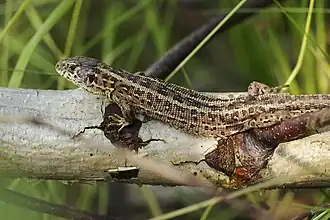 Sand lizard
