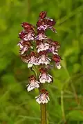 Lady Orchid at Hartslock