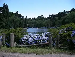 Hydrangeas along the Lago Negro (Back Lake)