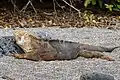 Land Iguana basking in the sun