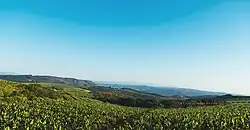 Hazyview Mpumalanga banana farm