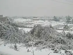 The image shows a layer of snow over the ground in Leiyang, China, with several trees coated in ice. The branches of those trees are sagging due to the weight of the ice.