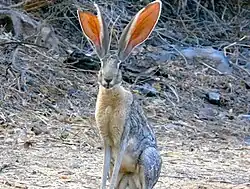 A photo of an antelope jackrabbit with its head turned towards the camera