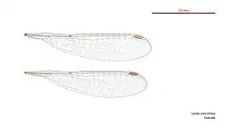 Photo of female wings