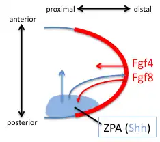 Early signals that define the craniocaudal and proximodistal axis in vertebrate limb development.