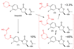 Upper left: structural formula of the unaltered linezolid molecule, with the morpholino group highlighted in red. Lower left: main carboxylic acid metabolite, accounting for 10% of an excreted dose; the morpholine ring has been cleaved at the nitrogen atom. Lower right: structural formulae of two distinct molecules, a carboxylic acid and a lactone, with an equilibrium arrow between them; this metabolite accounts for 45% of a dose. Upper right: structure of a minor carboxylic acid metabolite, which accounts for aroune 3.3% of a dose.