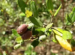 Fruit of Lithomyrtus obtusa
