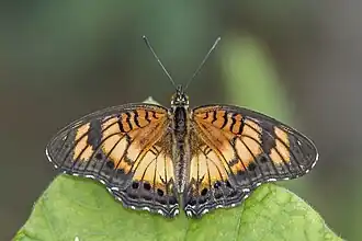 Female J. s. sophia Ghana