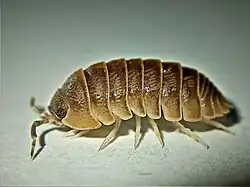 Armadillidium atticum