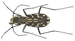 Lophyra neglecta sublitoralis