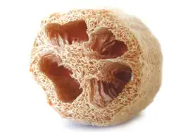 Plant fiber sponge: A luffa sponge whose coarse texture helps with skin scrubbing and exfoliation