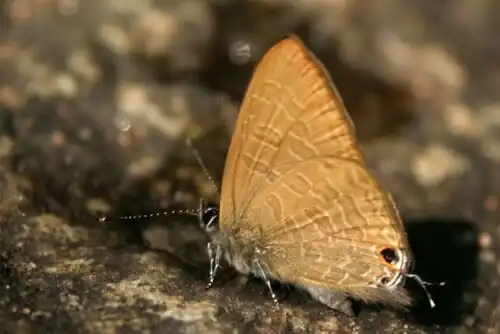 Ventral view