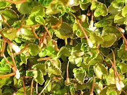 Macquarie Island flora, Epilobium pedunculare