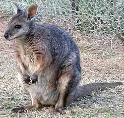 Brown wallaby