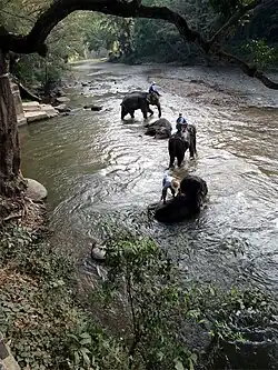 Bathing elephants in the Taeng River, a Ping tributary