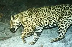 large spotted cat running right to left