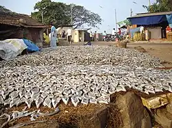 Drying salted fish at Malpe Harbour