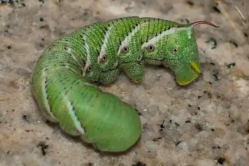 In the larval state its back end might be confused as its head.