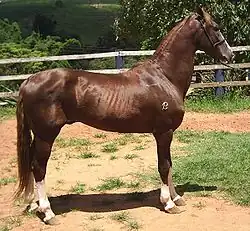 Side view of a standing liver chestnut horse