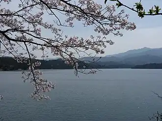 Manno Lake and Cherry blossoms