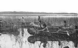 Several boats with members of the Anishinaabe nation. They're harvesting wild rice from a lake in Brainerd, Minnesota, in the year 1905.