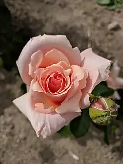 'Apricot Candy', 2006