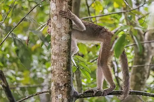 Near Rio Napo, Sucumbios, Ecuador