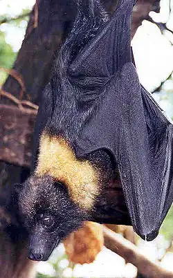 Black bat