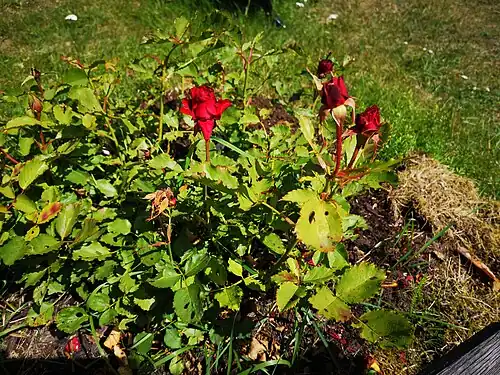 Rosa 'Marie Under', a rose cultivar created by Aune Mark, Kärt Soans and Lea Eermann in 2007 and named in Under's honor