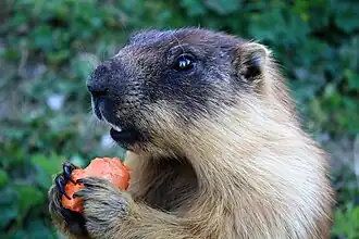 Brown marmot