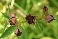 Dried seed heads with seeds, Shetland, UK