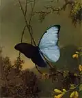 Blue Morpho Butterfly, Date unknown, Manoogian Collection
