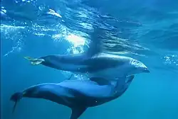 Dusky dolphin matings with male under female