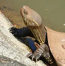 In Japan (introduced)