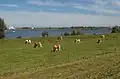 near Eiland van Maurik, panorama with cows