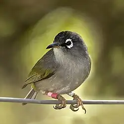 Mauritius olive white-eye (Zosterops chloronothos)
