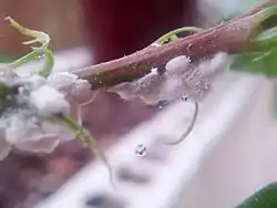 Mealybugs on Hibiscus plant.