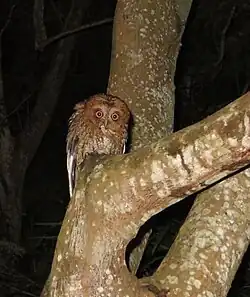 An adult at the western municipality of Aguada