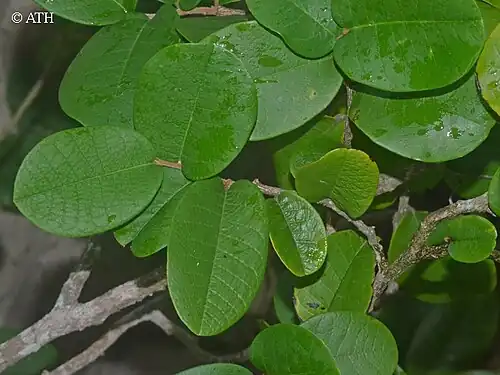 Foliage
