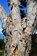 Bark (Hawaii, Maui)