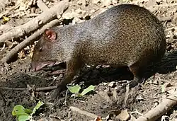 Brown agouti