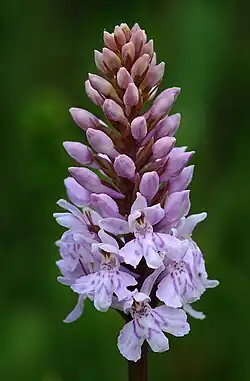 Hybrid between D.&nbsp;maculata subsp. fuchsii and Gymnadenia conopsea