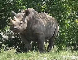 Rhinoceros
